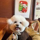 (주)투게더 | 강아지겨울옷 뽀글이자켓 '투게더링 시어링 후드자켓 다크브라운'