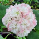 오.<b>바비</b><b>코코</b>