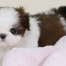행복한강아지 이미지