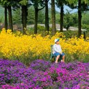 제주애견카페 초록동산 | 제주 구좌읍 카페 글렌코 가을 낭만 가득! 골든피라밋 아스타국화 정원 인생샷 명소