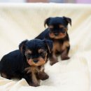 쫄랑쫄랑 이미지