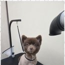 주멍멍 | 덕양구애견미용 믿고 맡기는 우리 아이 미용 실화 후기