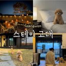 고대 스테이 | 춘천 한옥 감성 애견 동반 숙소 스테이고대 방문 후기