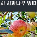 고운잎사과