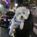 세진선식 | 간호학과 3-1학기 일상:: 나이팅게일 선서를 준비하며, [10,11주차]