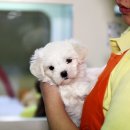 코리아애견샵 이미지