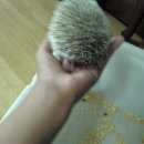 렙타일케이지 이미지