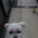 강아지 마법사 골드맘 이미지