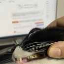 비오비애완용품아울렛 수송점 | 강아지&amp;고양이치약 엔자덴트 엔지메틱 투스페이스트