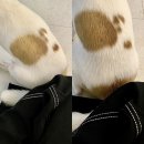 멍멍이 보러올래? 이미지