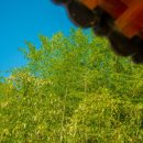 숲속 한옥 펜션 이미지