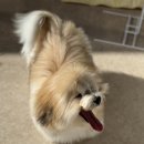 꼬똥몽드 이미지