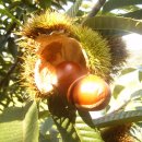 숲속의 공주 이미지