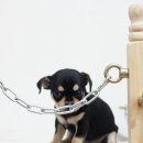 봄봄펫살롱 이미지