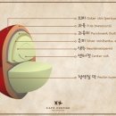 커피체리 이미지