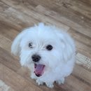 김쌤애견 이미지