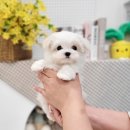 김해 강아지분양 베베몽 이미지