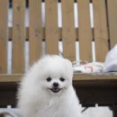 올리브 펫 이미지