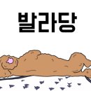 도그매니저 이미지