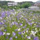 호수공원소나무숲길 이미지