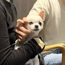 유로스크린골프 | [미사 애견동반 스크린골프] 반려견과 24시간 함께 즐길 수 있는 골프존파크 스카이폴리스