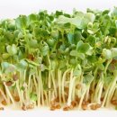 새싹마트 이미지