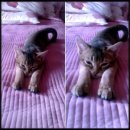 경복초등학교 이미지