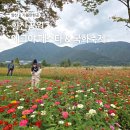 백일홍어린이공원 | 양산 황산공원 축제 에그야 페스타 국화 축제 방문 후기