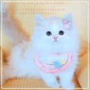 강남고양이분양 나비캣 | 강남고양이분양에서 알아야 할 모든 것! 나비캣 소개
