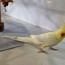 미어캣인더시티 이미지