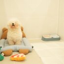 애견호텔 개인 이미지