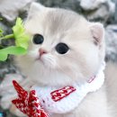 부산고양이분양제나캣 사상점 | 고양이 분양받을 때, 혈통서가 꼭 필요한 이유!