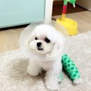 청담동물병원 이미지