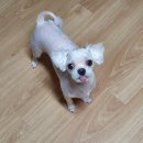 멍스바스 이미지