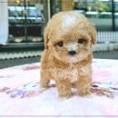 미앤유펫 강아지 고양이 원주점 | 원주강아지분양, 따뜻한 가족을 찾아가는 첫걸음!