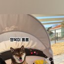 멍멍드림 이미지