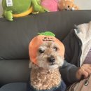 두리사 이미지