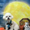 까까멍멍 이미지