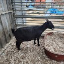 약성흑염소농장 이미지