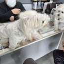 메디 포즈 동물병원 이미지