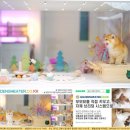 일신농장 | 고양이카페분양 후기 감귤농사 귀농가족의 친구 된 스코티시폴드