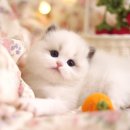 강남고양이분양 호야캣 이미지