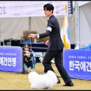 유어펫 라운지 강아지분양 이미지