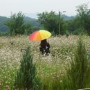 베툴라 자작나무숲 펜션 이미지