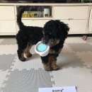 쪼꼬미앙 | 쪼꼬미앙 강아지자연식 강아지화식 수제자연식 수제화식 먹방 후기❤❤