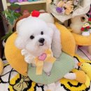멍블리 | 스트레스 없는 1:1 맞춤 애견미용실 💕대구 수성구 ‘멍멍블리’ 방문후기🐶