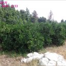 남원읍-2 이미지