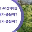 청보리 농장 이미지