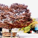 도천재 단서죽백 | [함안문화재]도천재단서죽백이 보관된 도천재