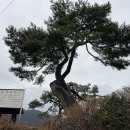 기대염소탕 이미지